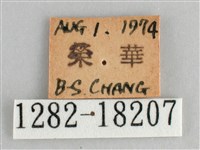 細帶環蛺蝶藏品圖，第3張