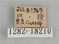 金鎧蛺蝶藏品圖，第3張