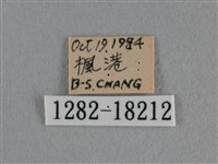 細灰蝶藏品圖，第3張