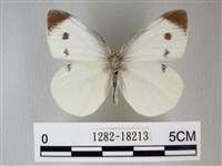 白粉蝶、紋白蝶藏品圖，第1張