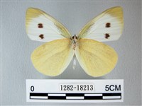 白粉蝶、紋白蝶藏品圖，第2張