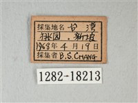 白粉蝶、紋白蝶藏品圖，第3張