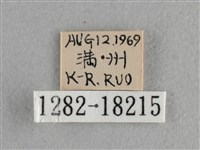 異色尖粉蝶藏品圖，第3張