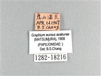 劍鳳蝶藏品圖，第3張
