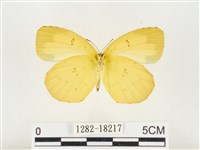 島嶼黃蝶、江崎黃蝶藏品圖，第2張