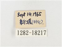 島嶼黃蝶、江崎黃蝶藏品圖，第3張