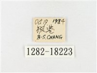 島嶼黃蝶、江崎黃蝶藏品圖，第3張