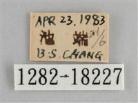 臺灣環蛺蝶藏品圖，第3張