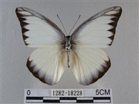 異色尖粉蝶藏品圖，第1張