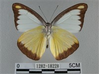 異色尖粉蝶藏品圖，第2張