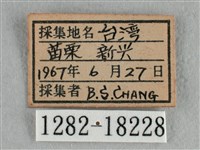 異色尖粉蝶藏品圖，第3張