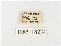 島嶼黃蝶、江崎黃蝶藏品圖，第3張