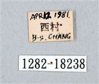 黑尾劍鳳蝶藏品圖，第3張