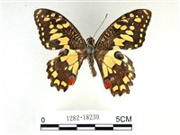 花鳳蝶、無尾鳳蝶藏品圖，第1張