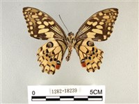 花鳳蝶、無尾鳳蝶藏品圖，第2張