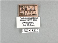 花鳳蝶、無尾鳳蝶藏品圖，第3張