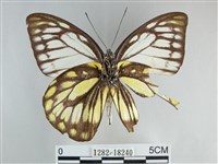 鋸粉蝶藏品圖，第2張