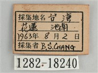 鋸粉蝶藏品圖，第3張