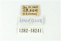 森灰蝶藏品圖，第3張