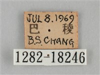 紫俳線蛺蝶藏品圖，第3張