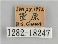 金鎧蛺蝶藏品圖，第3張