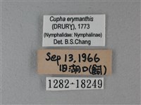 黃襟蛺蝶藏品圖，第3張