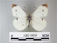 白粉蝶、紋白蝶藏品圖，第1張