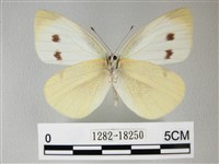 白粉蝶、紋白蝶藏品圖，第2張