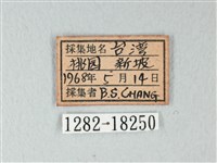 白粉蝶、紋白蝶藏品圖，第3張