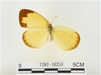 島嶼黃蝶、江崎黃蝶藏品圖，第1張