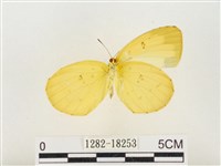 島嶼黃蝶、江崎黃蝶藏品圖，第2張