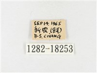 島嶼黃蝶、江崎黃蝶藏品圖，第3張