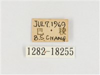 臺灣翠蛺蝶藏品圖，第3張