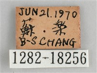 細帶環蛺蝶藏品圖，第3張