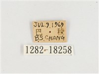 窄帶翠蛺蝶藏品圖，第3張