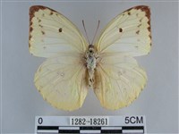 遷粉蝶、淡黃蝶藏品圖，第1張