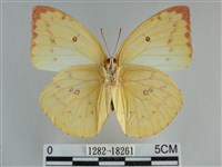 遷粉蝶、淡黃蝶藏品圖，第2張