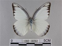 異色尖粉蝶藏品圖，第1張