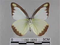 異色尖粉蝶藏品圖，第2張