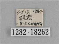 異色尖粉蝶藏品圖，第3張