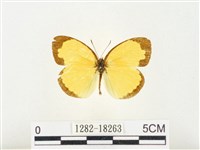 島嶼黃蝶、江崎黃蝶藏品圖，第1張