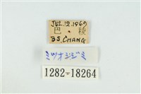 小鑽灰蝶藏品圖，第3張