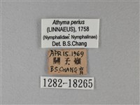 玄珠帶蛺蝶藏品圖，第3張