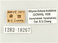 幻紫線蛺蝶藏品圖，第3張