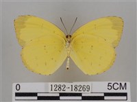 亮色黃蝶藏品圖，第2張