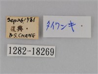 亮色黃蝶藏品圖，第3張