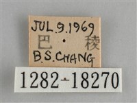 金鎧蛺蝶藏品圖，第3張
