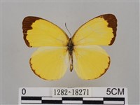 亮色黃蝶藏品圖，第1張