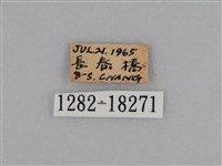 亮色黃蝶藏品圖，第3張