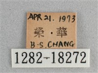 細帶環蛺蝶藏品圖，第3張